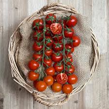 TOMATES CHERRY RAMA