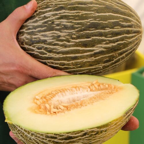MEDIO MELON PIEL DE SAPO